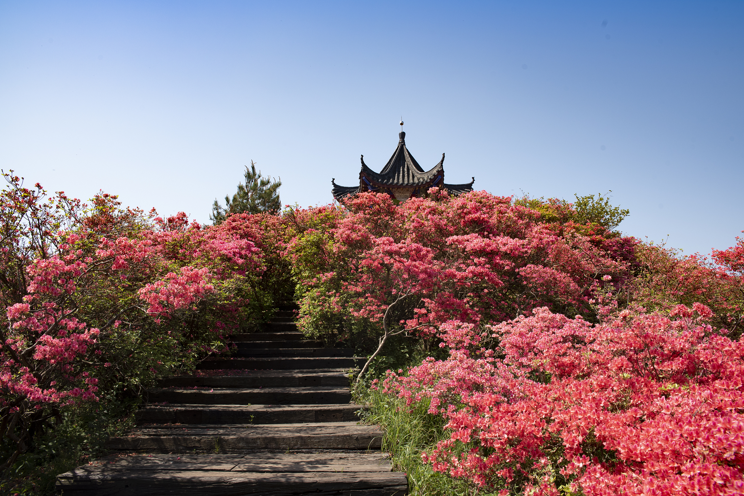 1 张 化主殿 暂无评分 景点地址 黄冈市麻城市龟山镇龟峰山风景区 