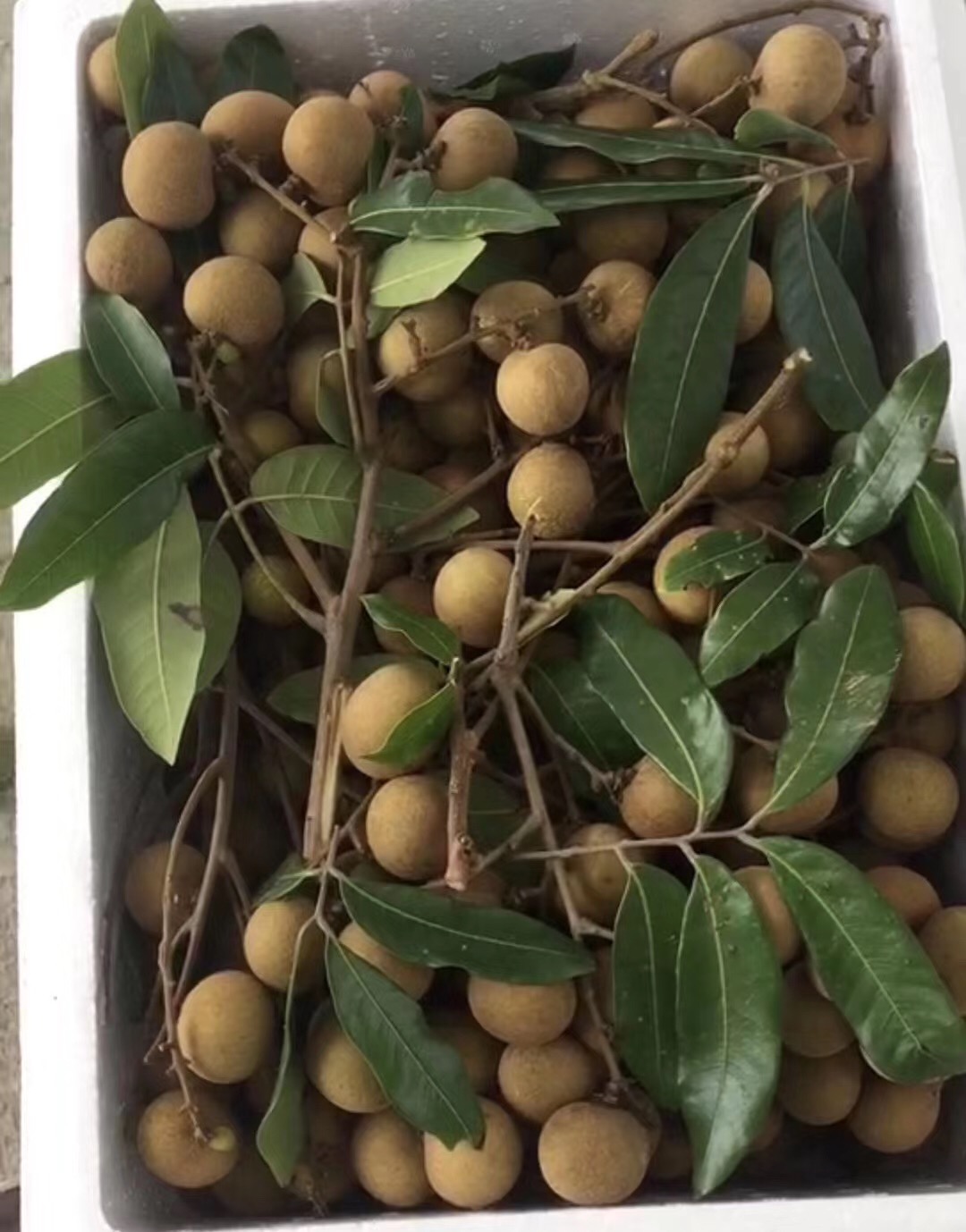 期待青山龙眼的上市,可以直接前往果园现摘现吃,还有农家乐可以享受到