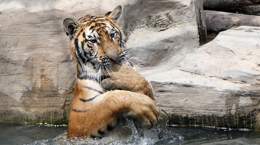 2022年的主角是谁?当然是"百兽之王"——老虎啦!