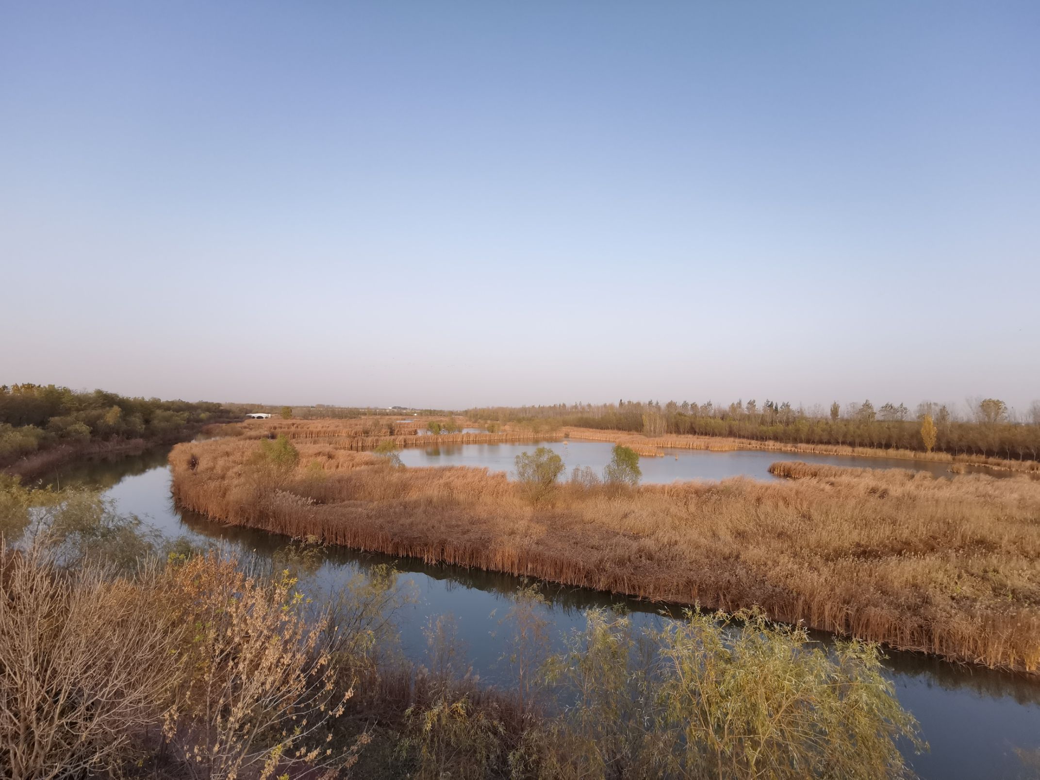 博兴县打渔张森林公园