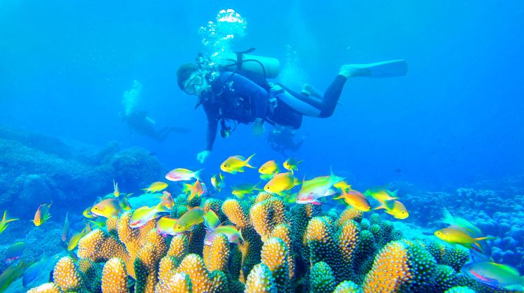 三亚大东海潜水攻略-大东海潜水门票价格多少钱-团购票价预定优惠