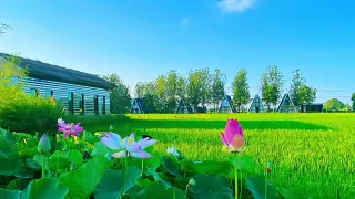 黃梅1日遊：五祖寺的禪意寧靜，黃梅風景如畫的稻田