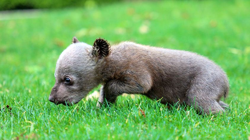 上动物园坐啥车 21上海野生动物园 旅游攻略 门票 地址 问答 游记点评 上海旅游旅游景点推荐 简明教程