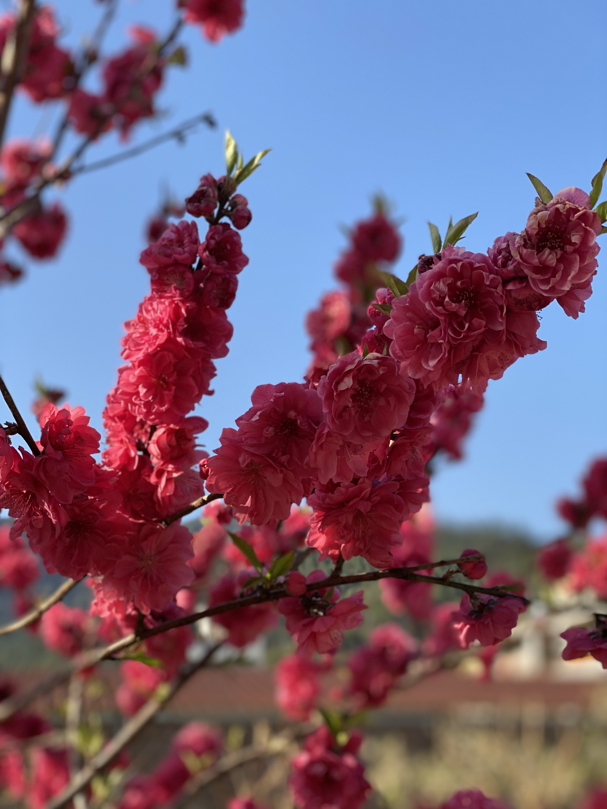 韶关九峰镇花海图片