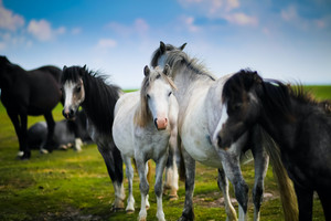 顺义区游记图文-无疆牧场：所有马都需要的 11 种维生素和矿物质