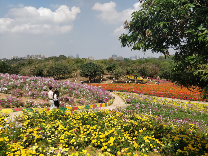 东莞周边一日游攻略_有趣又休闲的松山湖花海自驾游 - 东莞游记攻略【