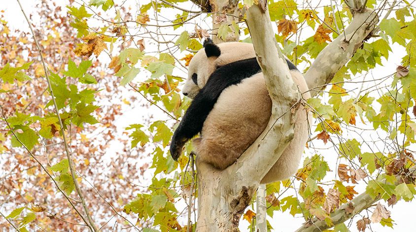 上海野生动物园(Shanghai Wild Animal Park)