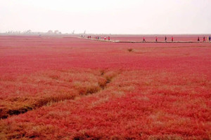 盘锦游记图文-你见过红色的海滩吗？中国最北的海岸线在哪里？