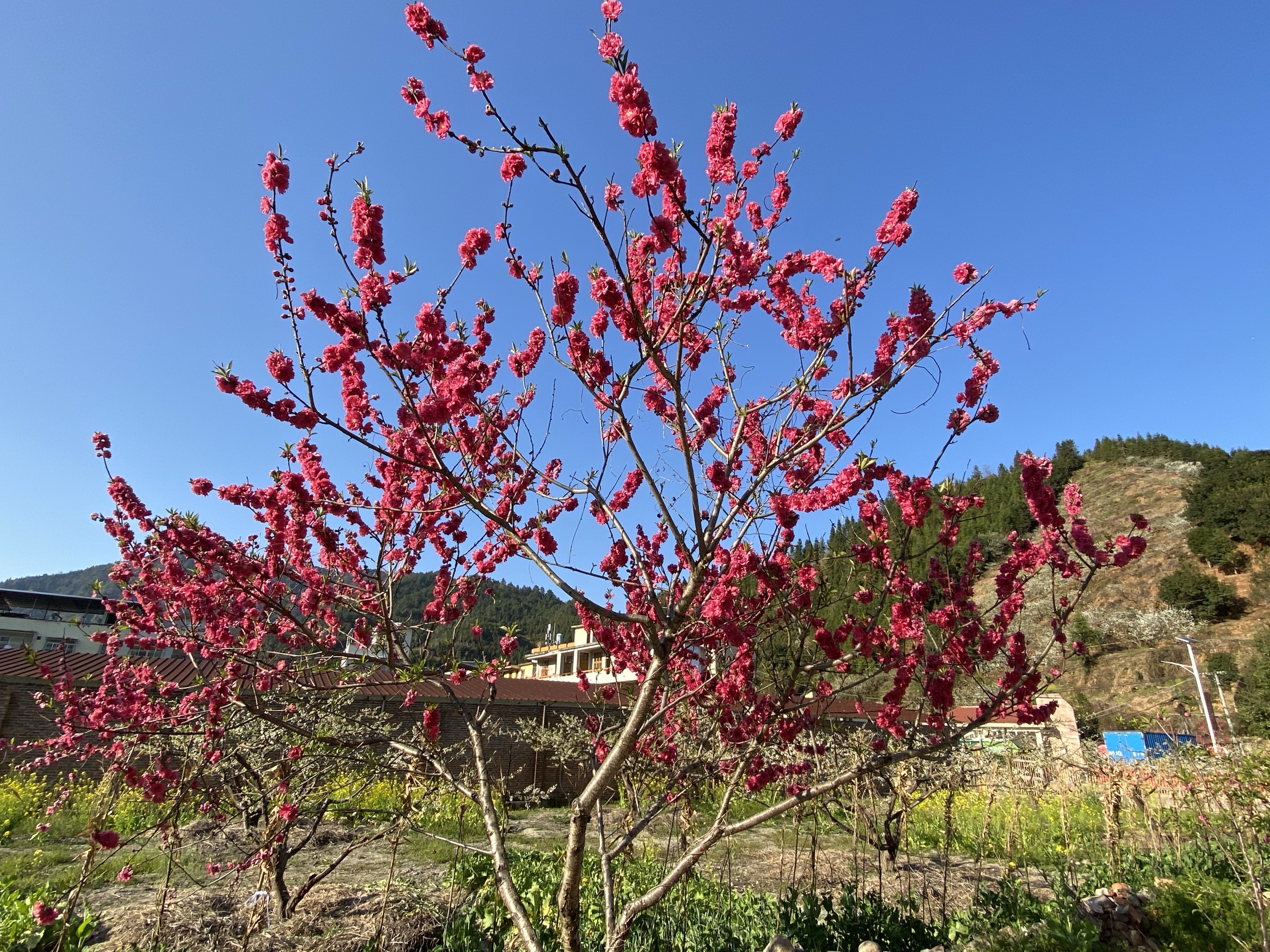 韶关九峰镇花海图片