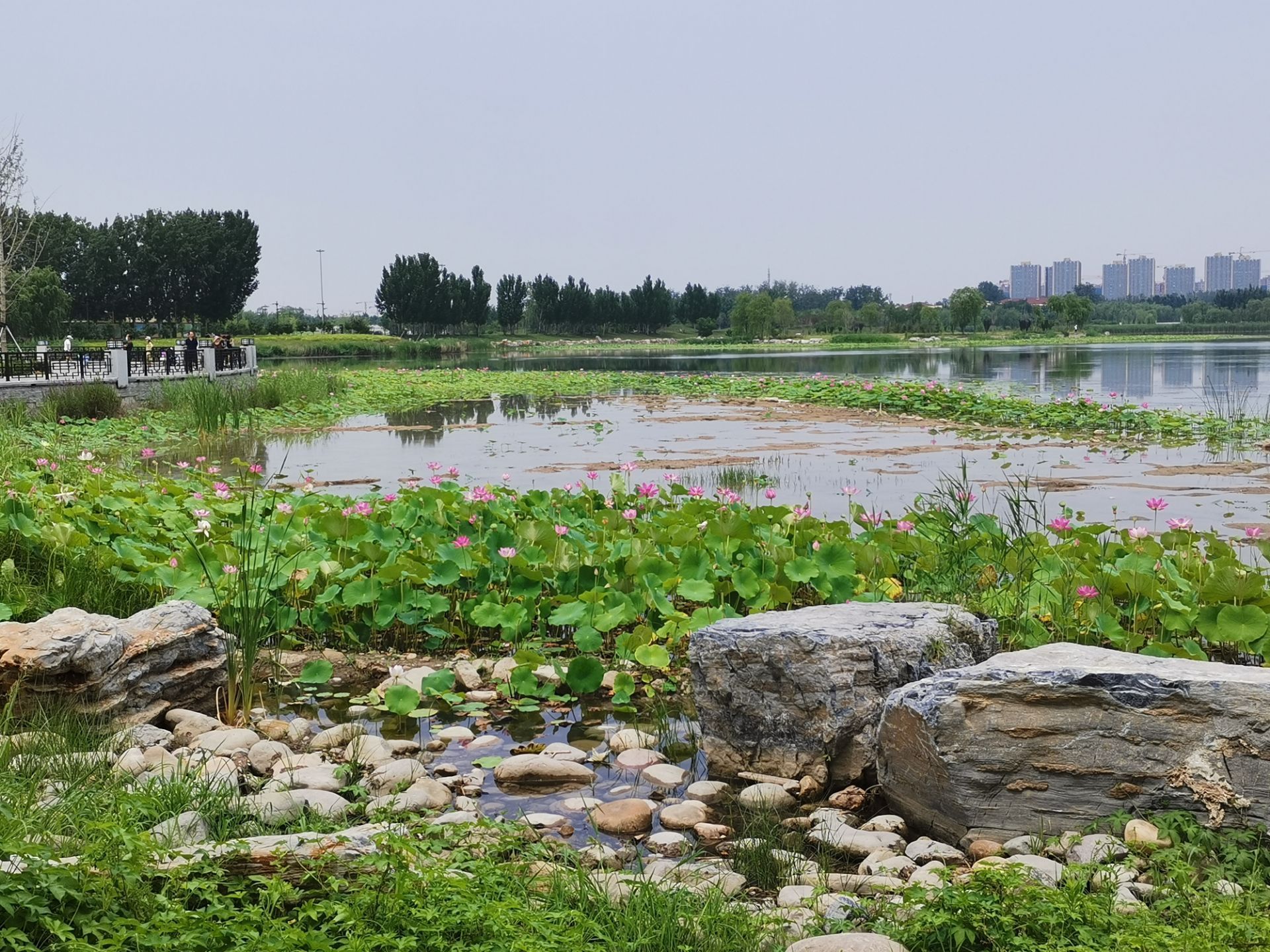 夏季来临南海子郊野公园以漂亮的景色迎接八方来客