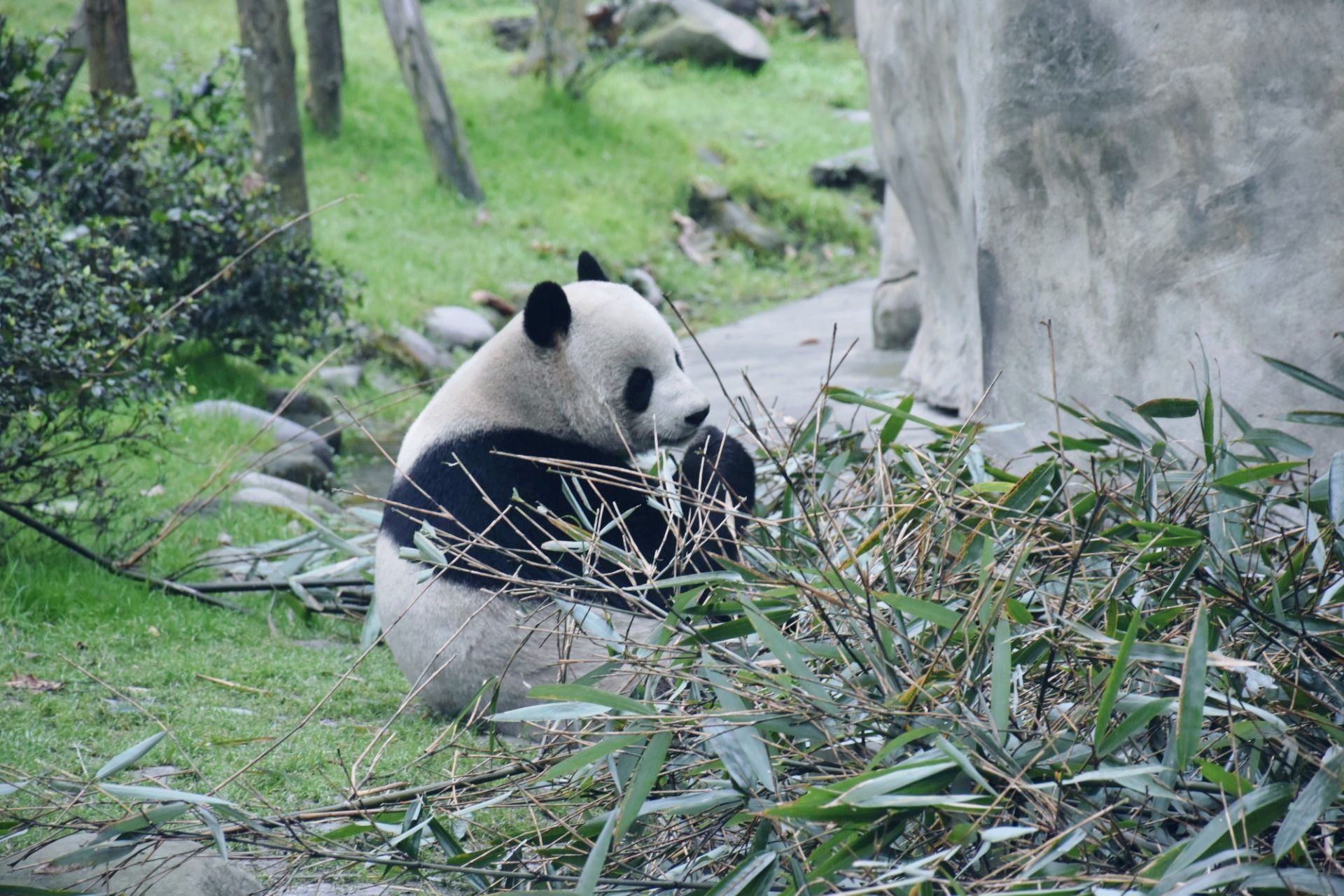 2019熊猫乐园-旅游攻略-门票-地址-问答-游记点评，都江堰旅游旅游景点推荐-去哪儿攻略