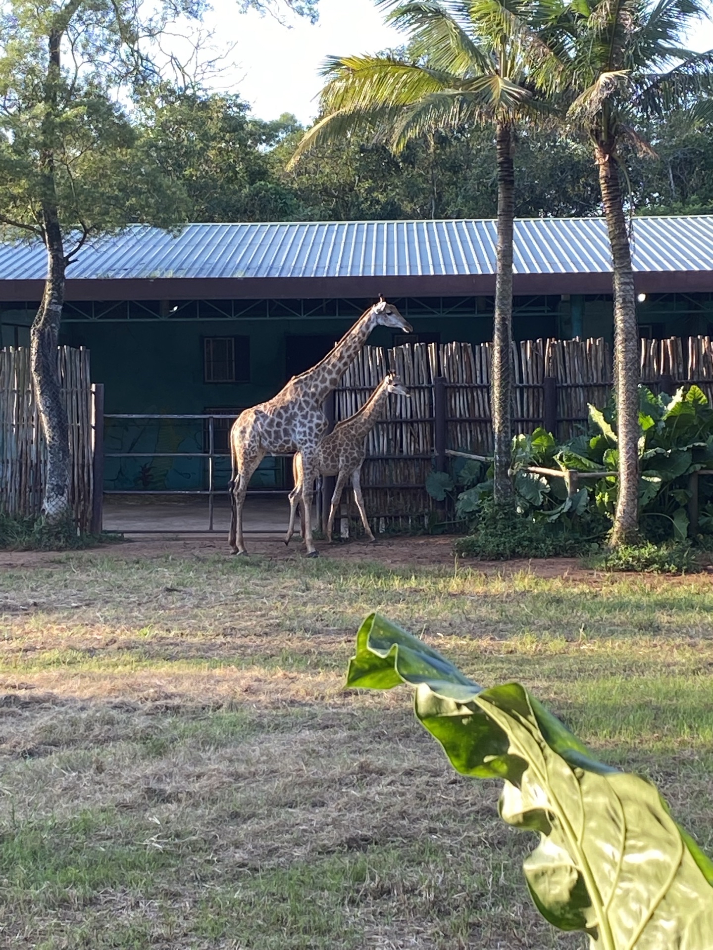 海南热带野生动植物园