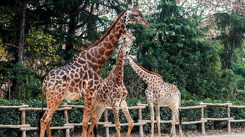 上海野生动物园(Shanghai Wild Animal Park)