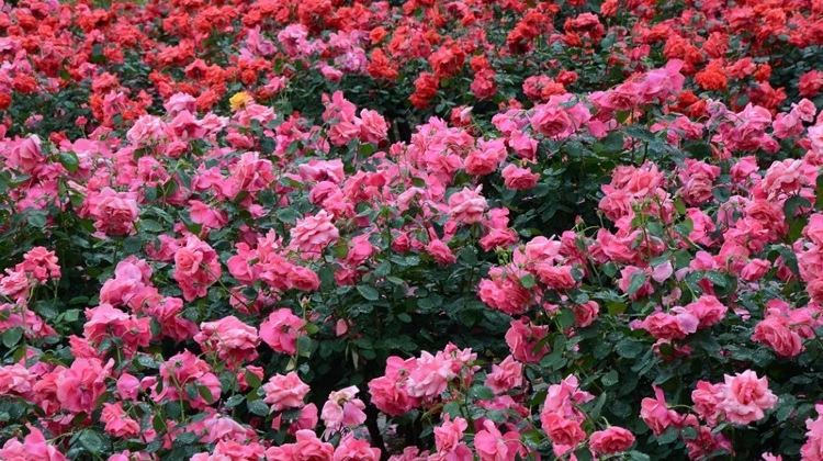 七彩玫瑰花海