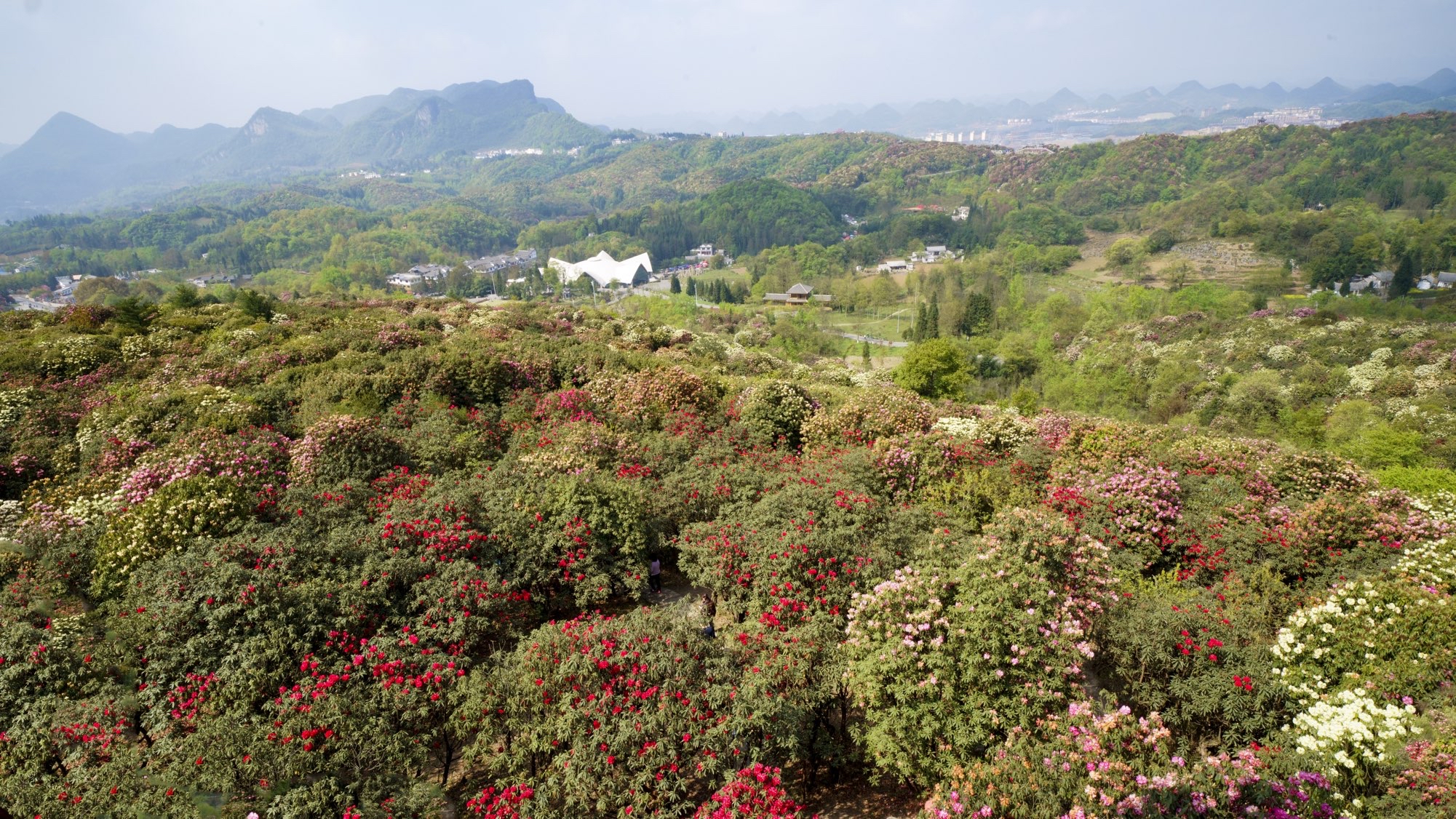 畢節百里杜鵑風景區好玩嗎,畢節百里杜鵑風景區景點怎麼樣_點評_評價