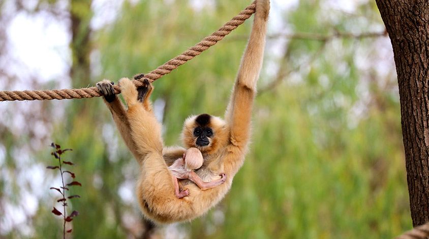 上海野生动物园(Shanghai Wild Animal Park)