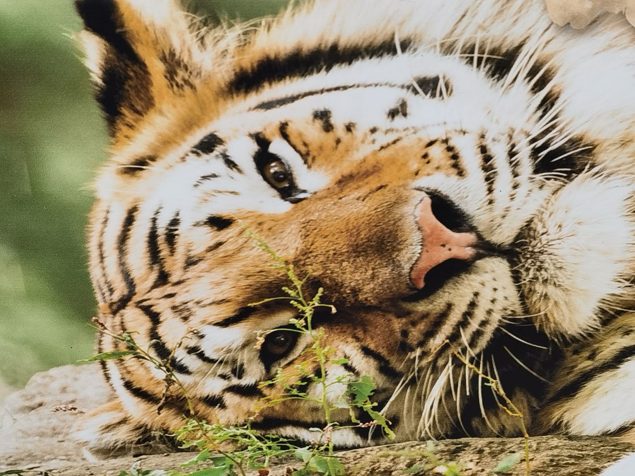 西宁青藏高原野生动物园好玩吗,西宁青藏高原野生动物园景点怎么样