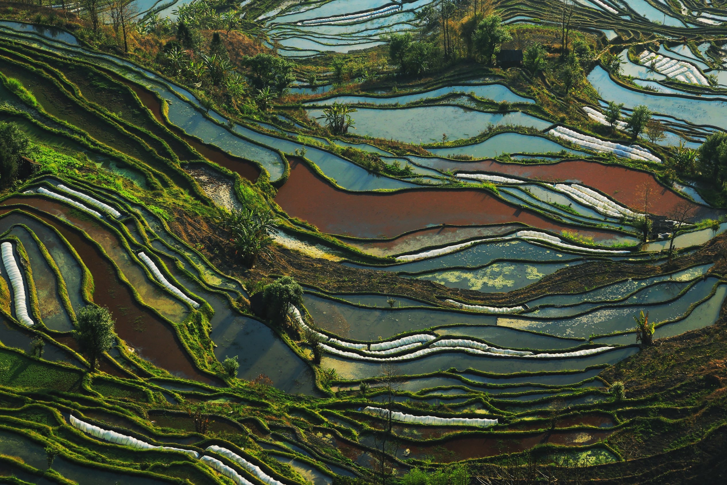 元阳元阳哈尼梯田好玩吗,元阳元阳哈尼梯田景点怎么样_点评_评价