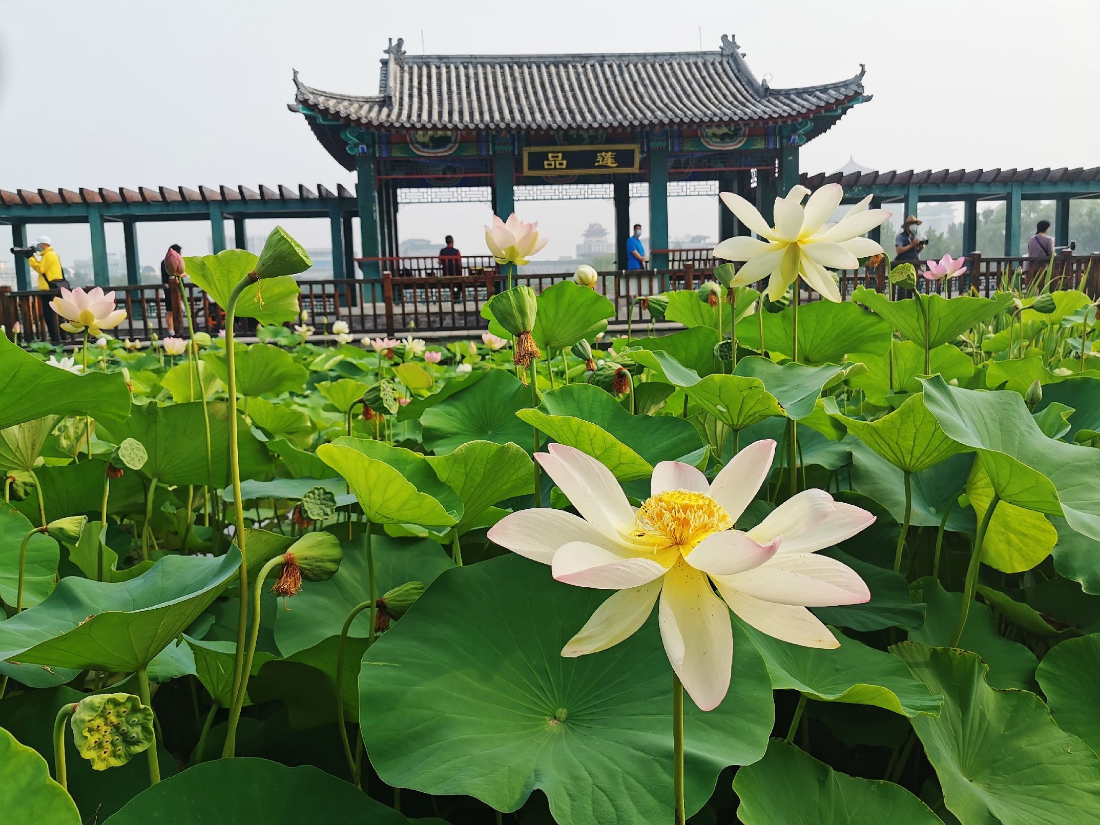 决定去莲花池公园,这公园我还是第一次去,公园位于西三环中路东侧,紧