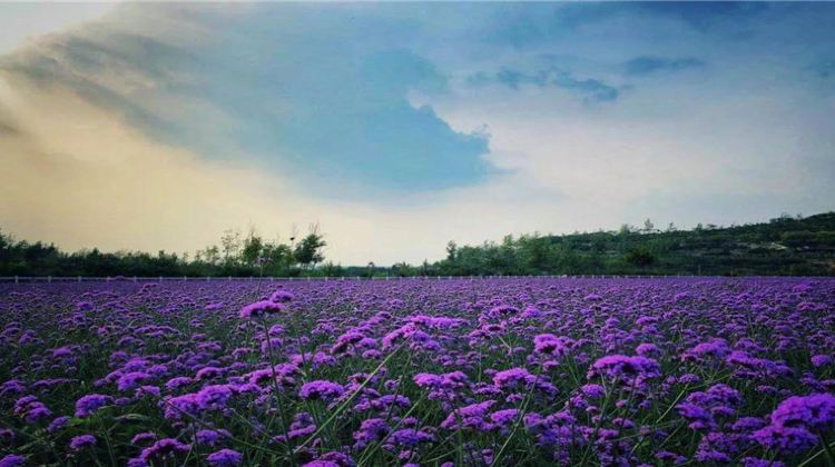 花海彩田景区