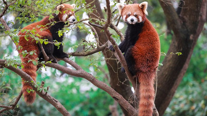 上海野生动物园(Shanghai Wild Animal Park)