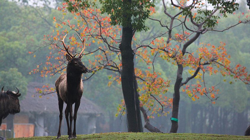 上海野生动物园(Shanghai Wild Animal Park)