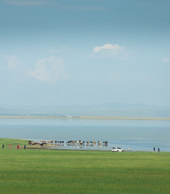[目的地游记图片] 逃离火炉城市，走进25度呼伦贝尔大草原，凉爽宜人