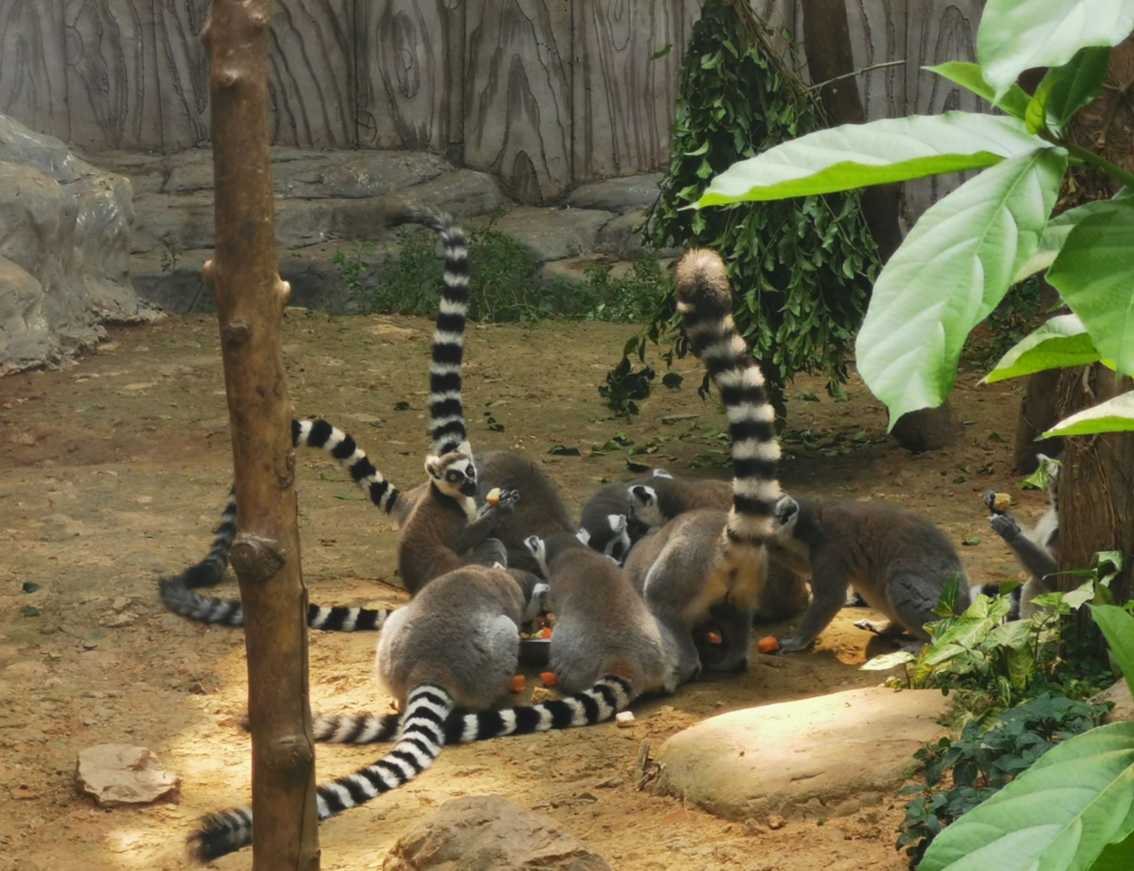 2023南寧動物園遊玩攻略,值得去,老人小孩都很喜歡,.【去哪兒攻略】