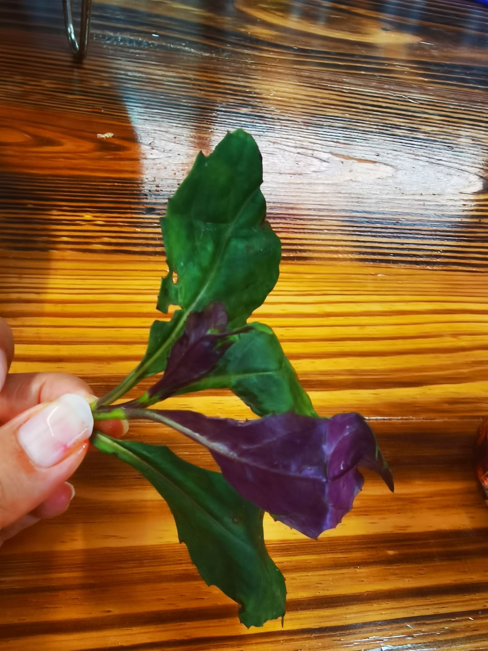 【携程美食林】三清山老味道徽府菜餐馆,《晓世界》之国内环游篇📍