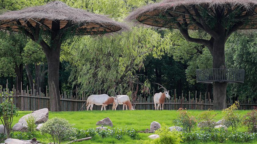 上海野生动物园(Shanghai Wild Animal Park)