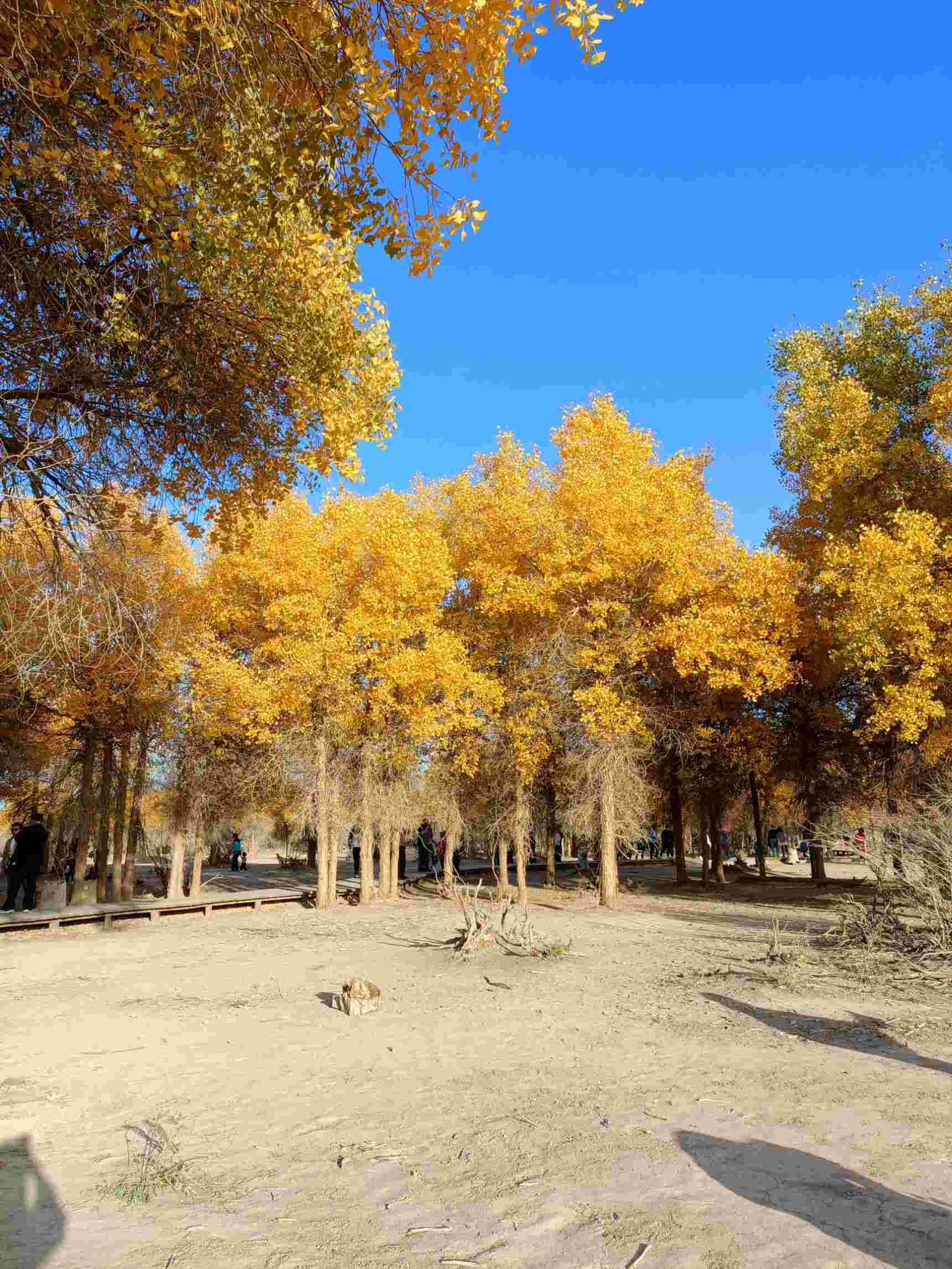 内蒙古自治区阿拉善盟的额济纳旗,胡杨林游玩攻略?