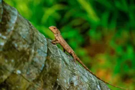 1-Day Danzhou Tour: Natural Wonders and Underground Marvels, Tropical Botanical Garden Exploration