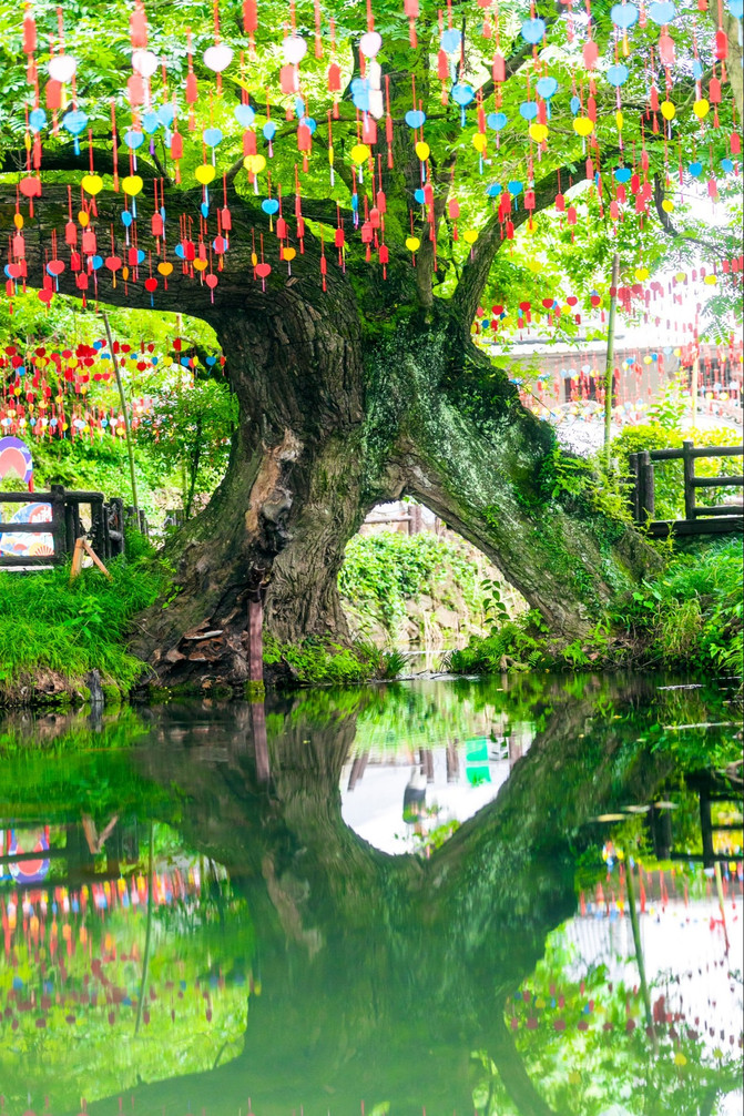 凤凰山牡丹园,相思树,滴水崖,凤凰落脚石