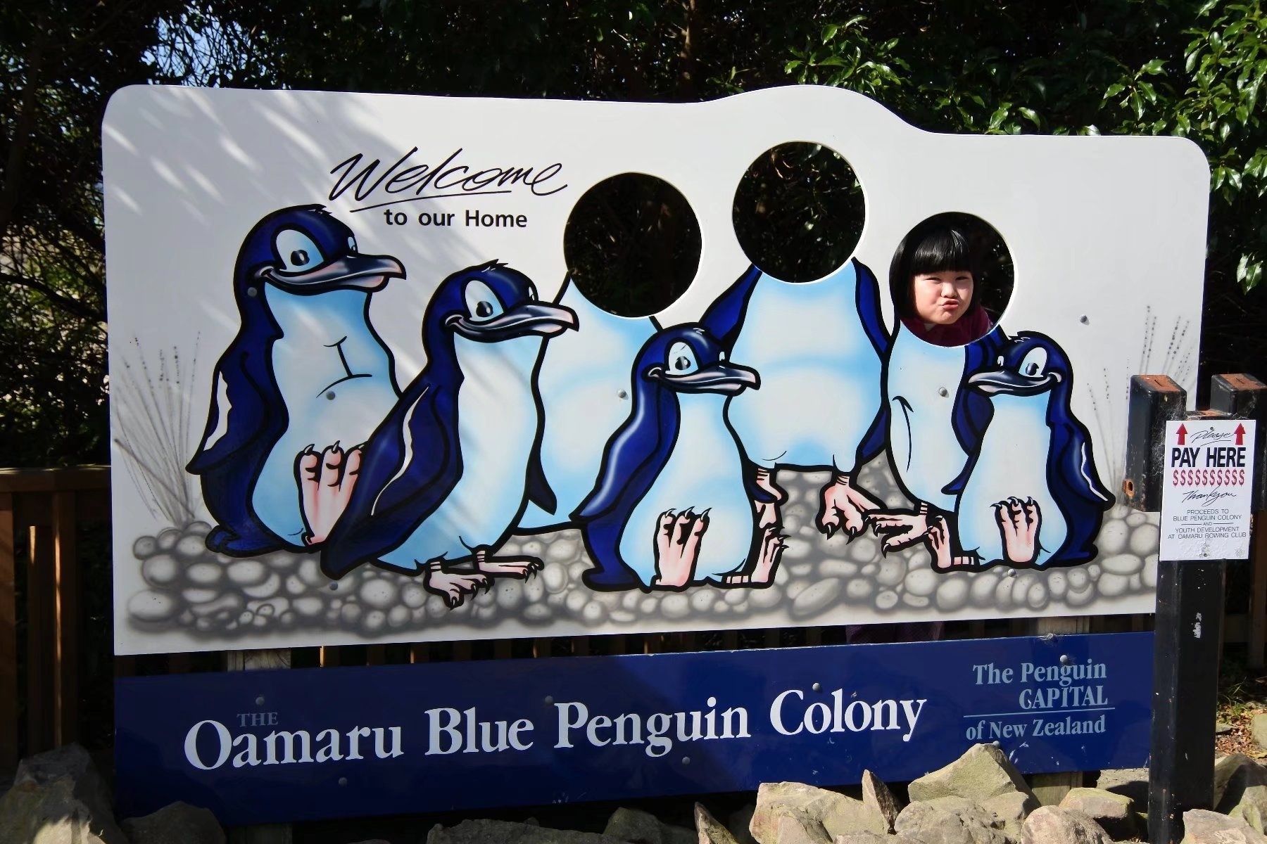 2023奥玛鲁企鹅归巢游玩攻略,奥玛鲁的小蓝企鹅倒是可爱的...【去哪儿攻略】