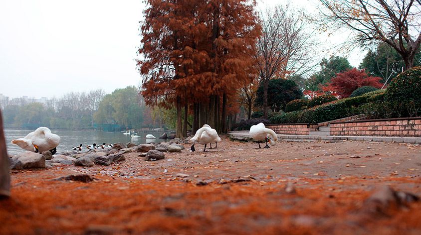 上海野生动物园(Shanghai Wild Animal Park)