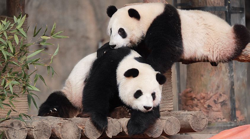 上海野生动物园(Shanghai Wild Animal Park)