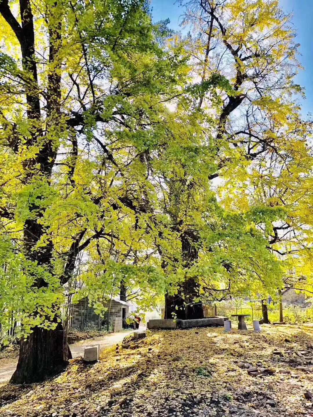 桂林海洋银杏林现在还有落叶吗?想12月31号去,还有的看吗