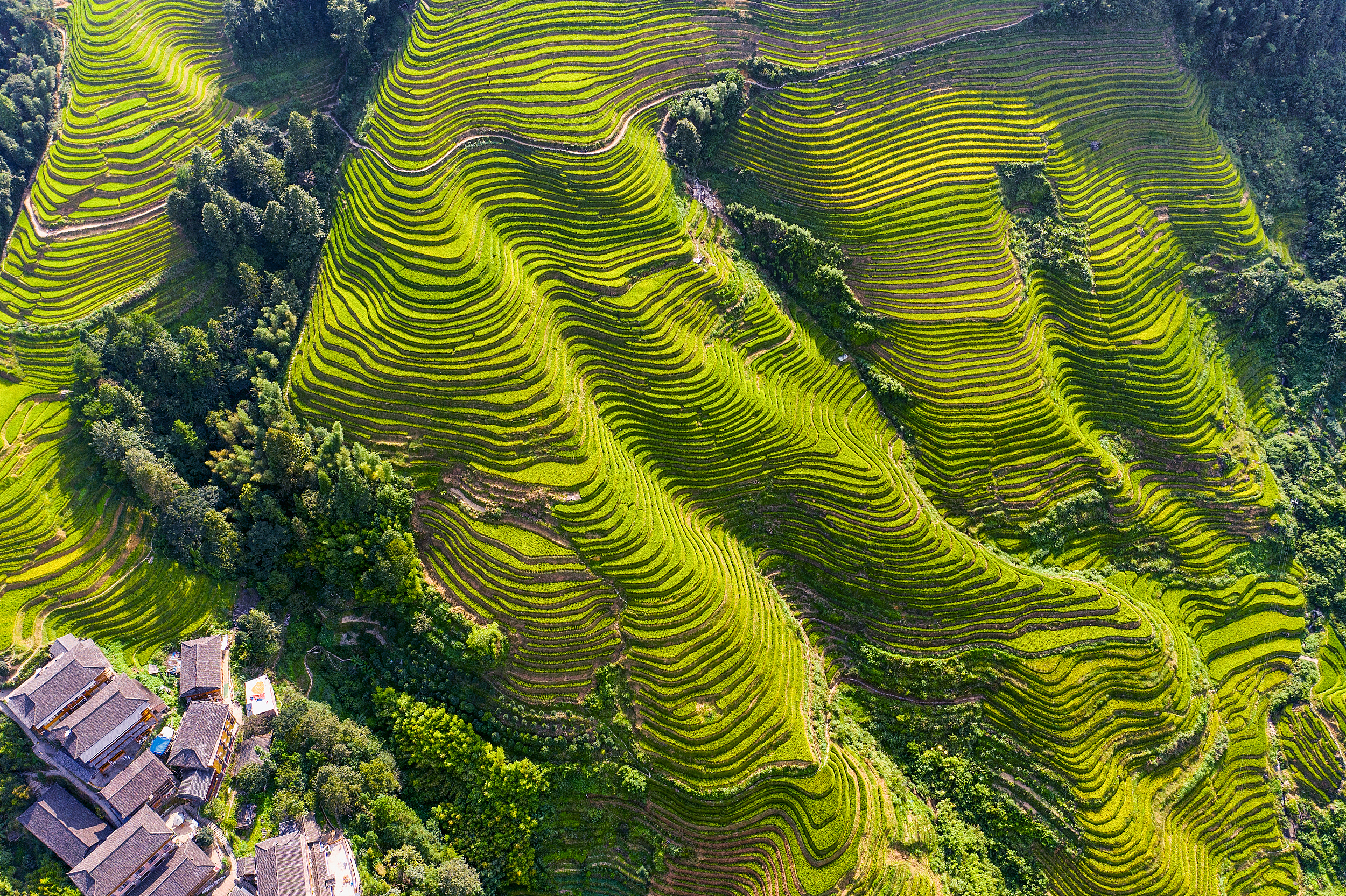 Guilin Longji Rice Terraces