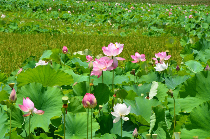 昆明旅游网