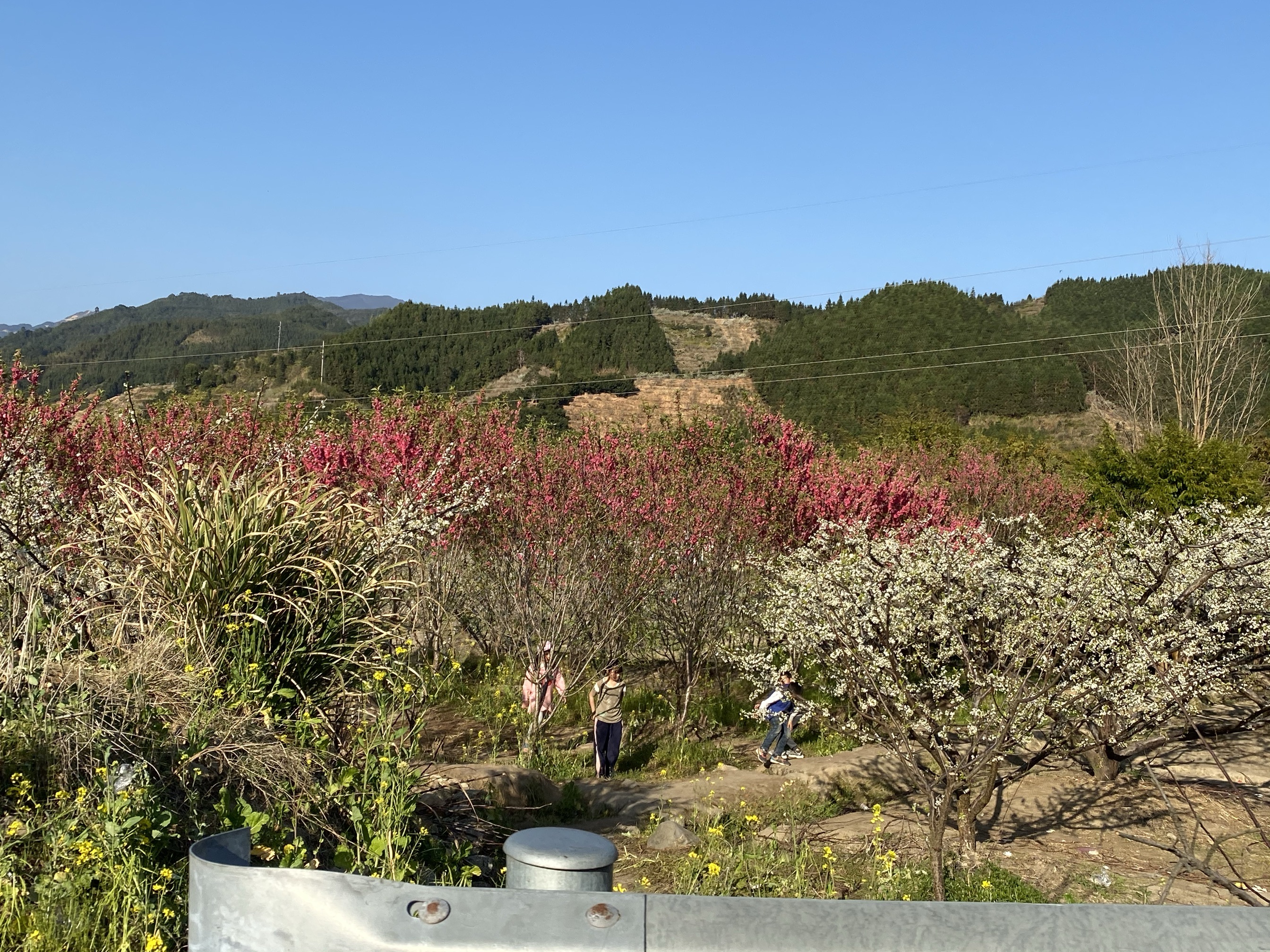 韶关九峰镇花海图片