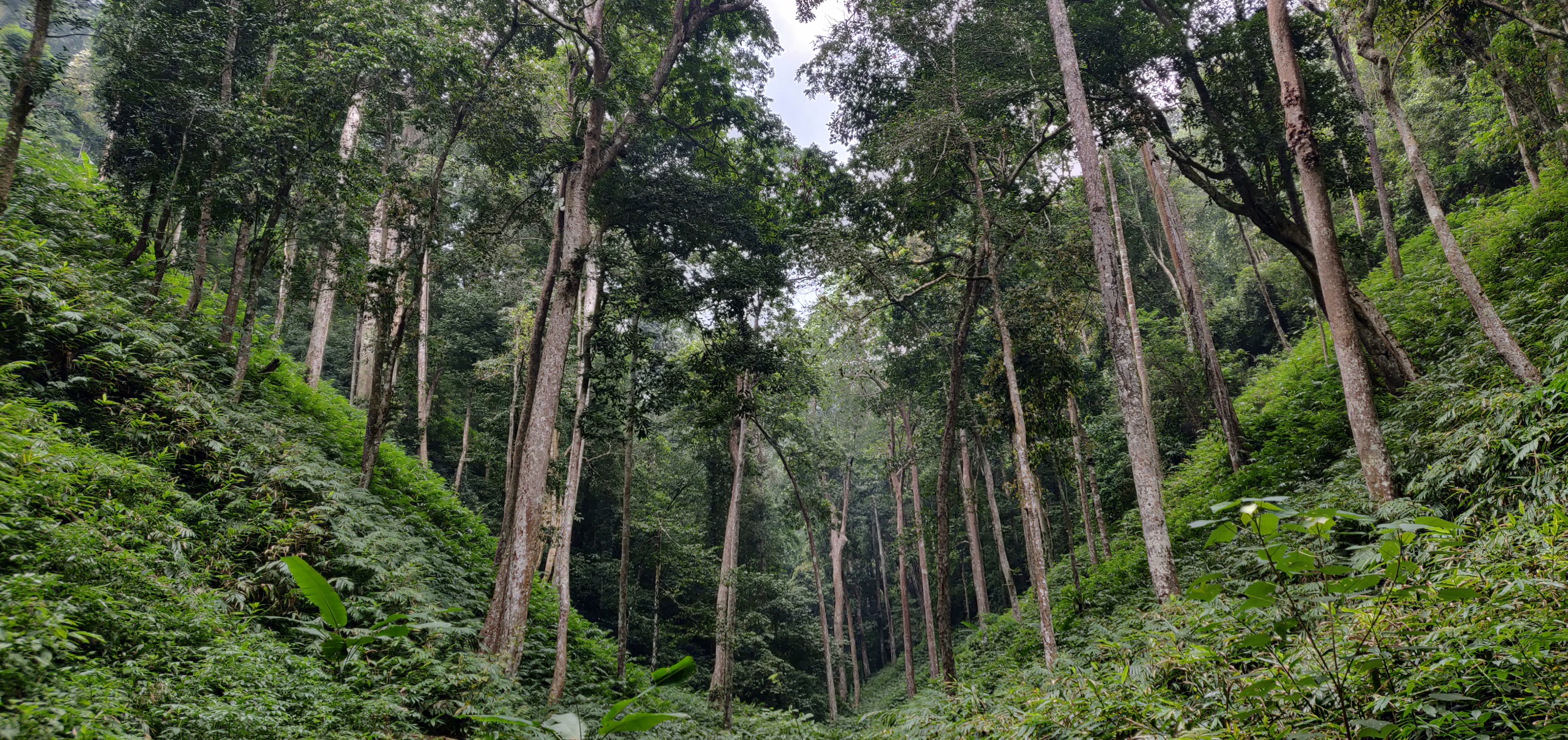 4-Day Mengla Tour: Rainforest Exploration, Wild Elephant Valley