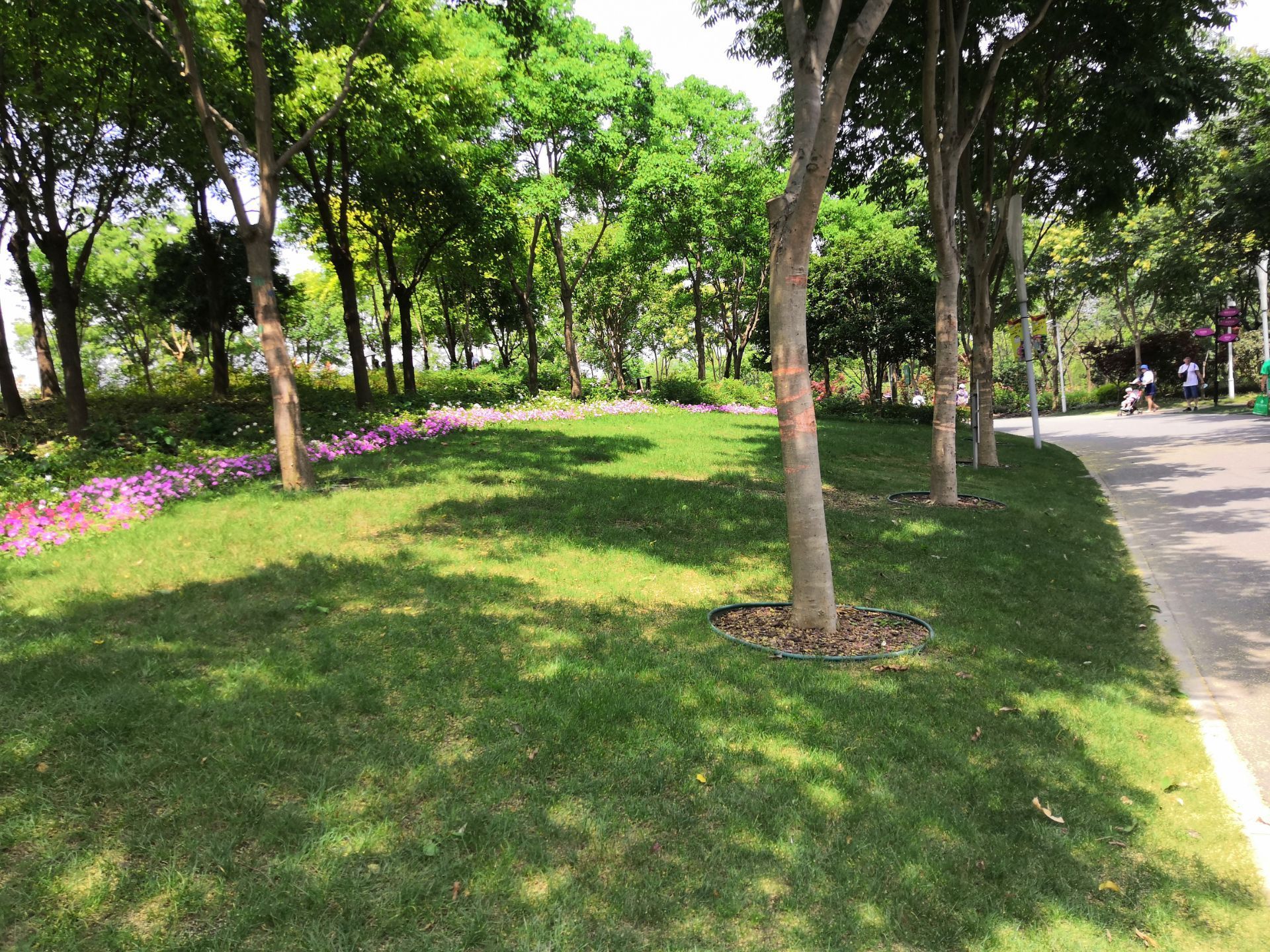 华汇紫薇公园图片