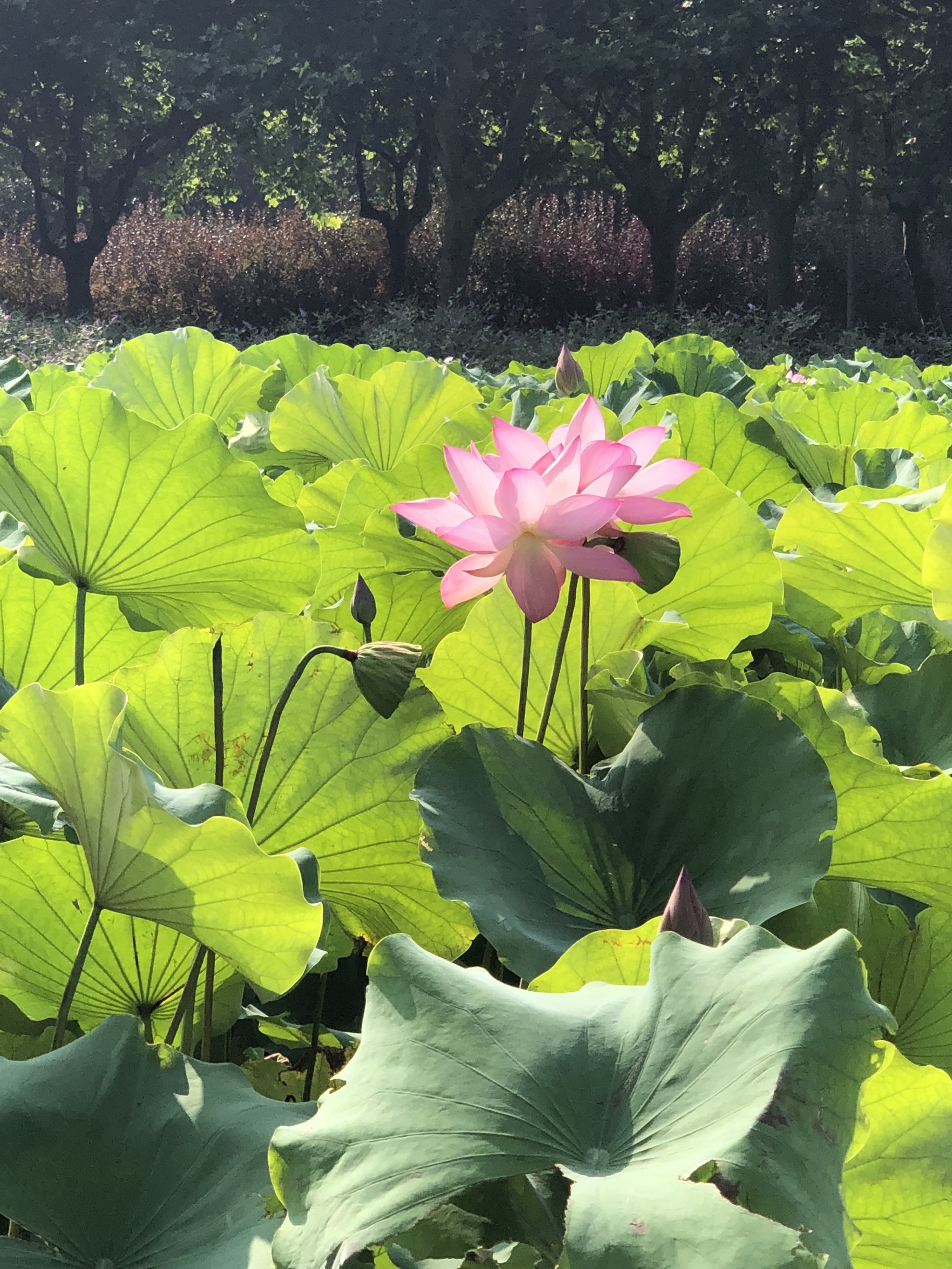 请问世纪公园内的荷花开了吗?