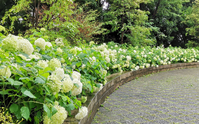 赏紫阳花府中市乡土の森公园 关东地方游记攻略 携程攻略