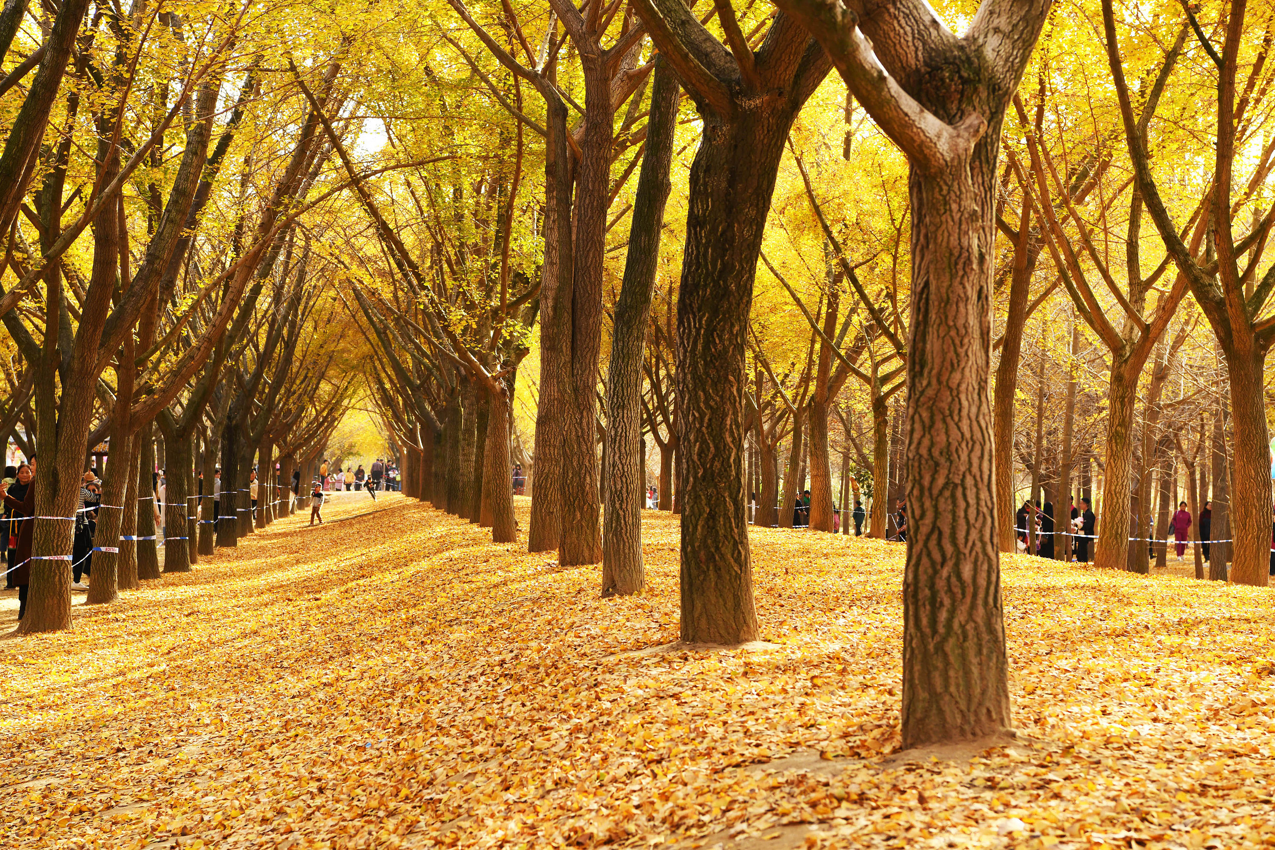新沂2日遊:銀杏湖玻璃棧道,馬陵山的自然美景