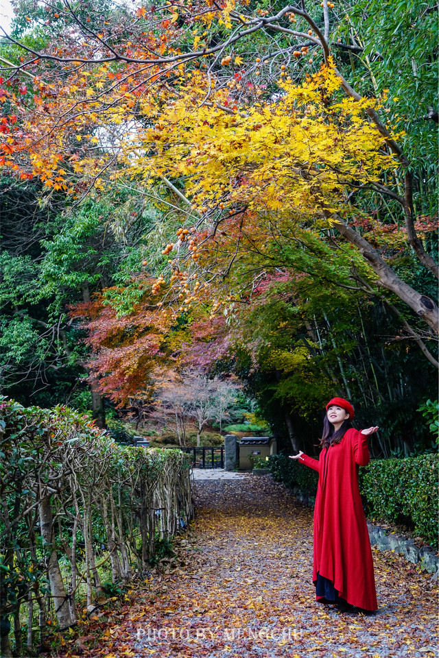 关西晚秋，赴一场红叶狩之约，京都-姬路-宇治-奈良，醉在枫色烂漫时-姬