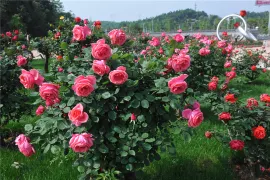 2-Day Xiangtan Tour: Historical Echoes of Mao Zedong's Former Residence, Natural Wonders of Dishui Cave