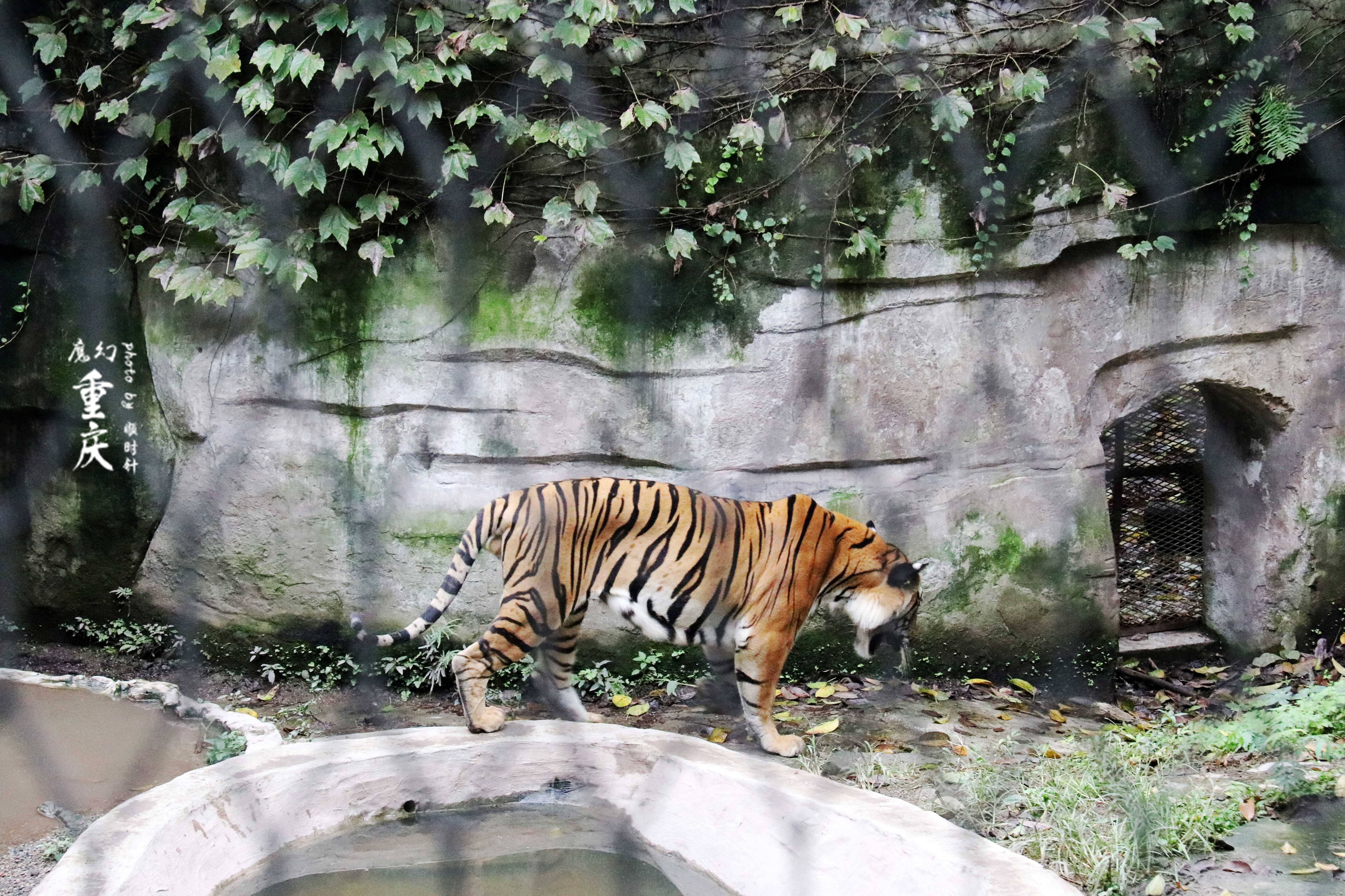 重庆渝北动物园图片