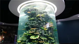 周口1日遊:探索太昊陵的歷史,周口野生動物世界的奇觀