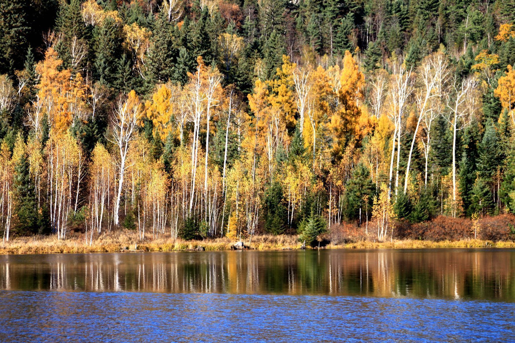 【携程攻略】伊春小兴安岭林区景点,小兴安岭的秋天,森林是最美丽的